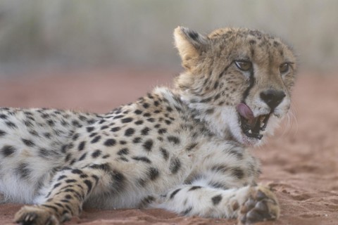 Cheetah