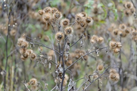 Burdocks