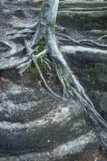 Tree roots on rocks with snow drizzle