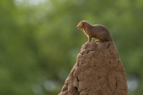 Mongoose