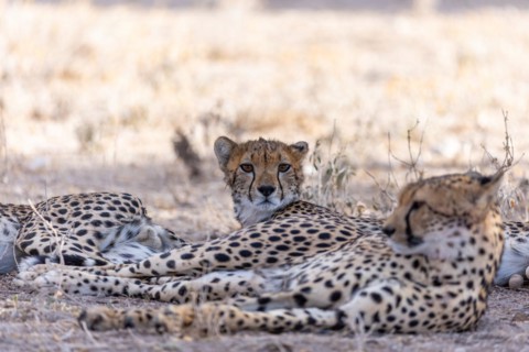 Cheetah