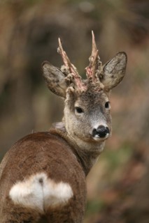 European roe deer