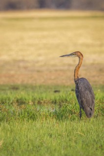 Goliath heron