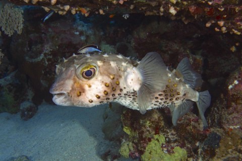 Spotbase burrfish