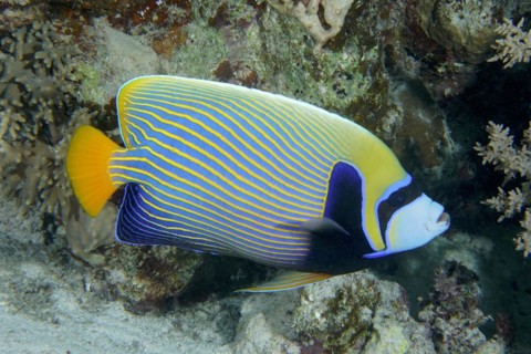 Emperor Angelfish