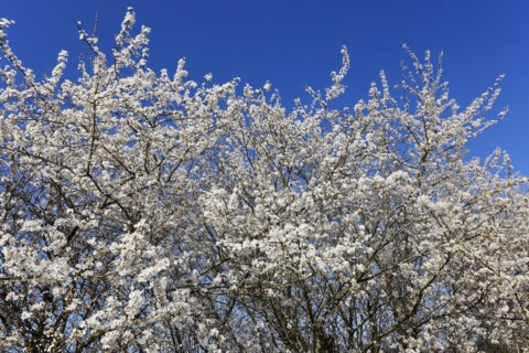 Flowering blackthorn
