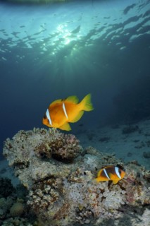 Pair of red sea clownfish