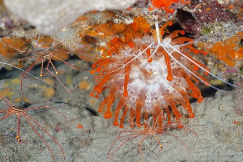 Orange club-tipped anemone