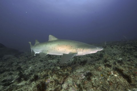 Sand tiger shark