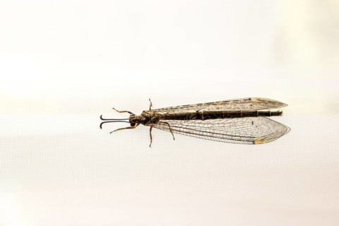 Fly resting on window curtain