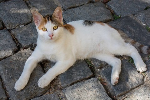 Stray cat seen in the street of the city
