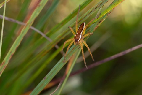 Raft spider
