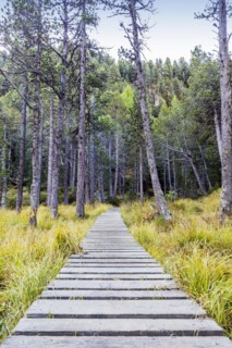 Yellow-coloured larches in autumn at Lake Palpuogna