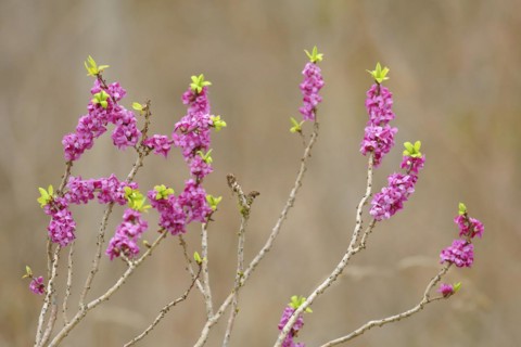 Daphne