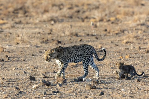Leopard