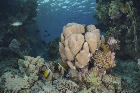 Edwards star coral