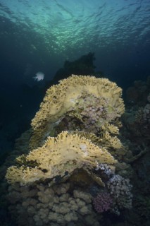 Net fire coral