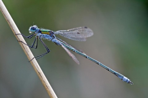 Emerald damselfly