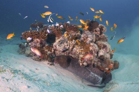 Giant Moray