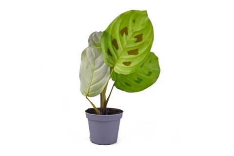 Exotic Maranta Leuconeura Kerchoveana