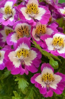 Blossoms of a Schizanthus