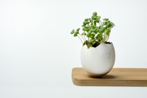 Microgreen