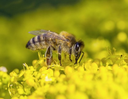 Western honey bee