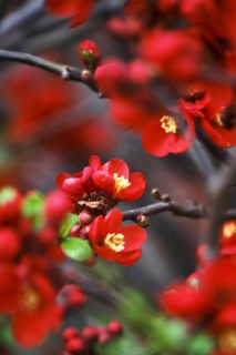 Ornamental quince