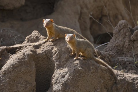Mongoose