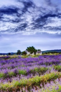 Lavender