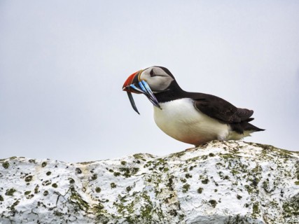 Solitary Puffin