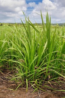 Plantation with young sugar cane