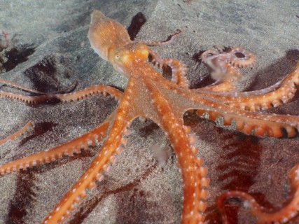 White spotted octopus