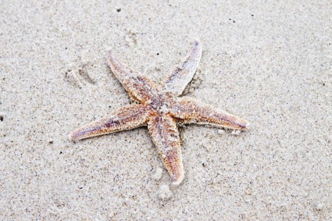 Starfish on the beach