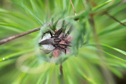 Nursery web spider