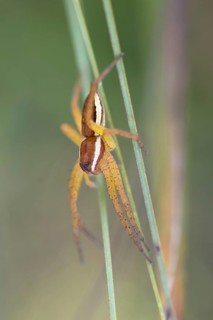 Raft spider