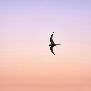 Arctic tern