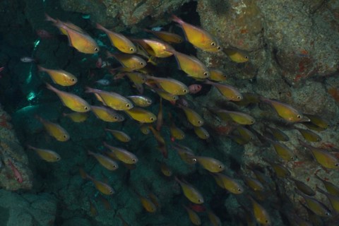 Shoal