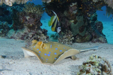 Bluespotted ribbontail ray
