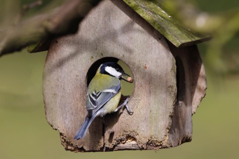 Great tit