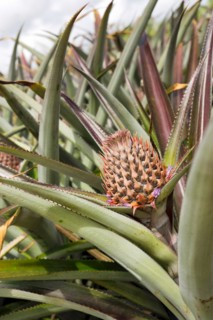 Pineapple plant with a still unripe fruit