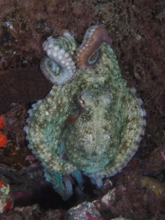 Common octopus