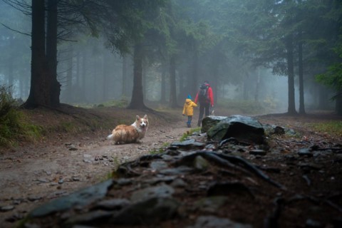 Mum and her little son go on a mountain trail in wet autumn weather. They are accompanied by a dog. Polish mountains