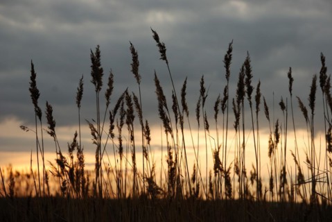 Marsh
