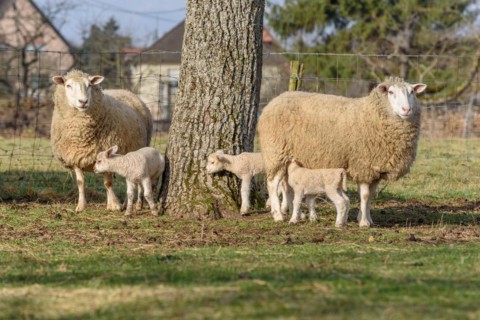 Lamb and sheep in a flock and pasture in a village in winter. Alsace