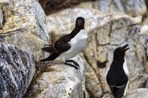 Razorbill