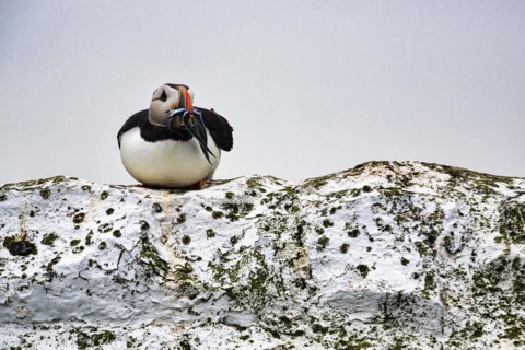 Solitary Puffin