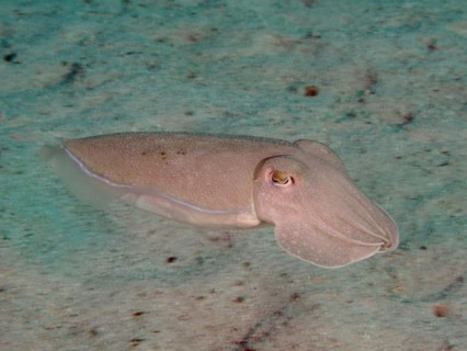 Pharaoh cuttlefish