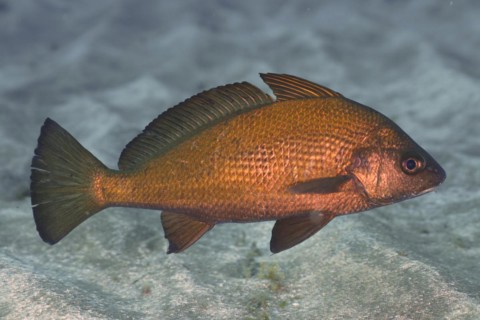 Umberfish