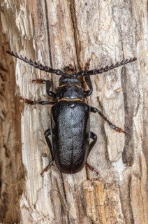 Tanner beetle